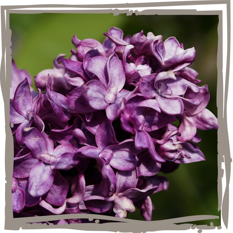 Duftflieder ‘Edelpurpur’ Nahaufnahme der duftenden Blütendolde