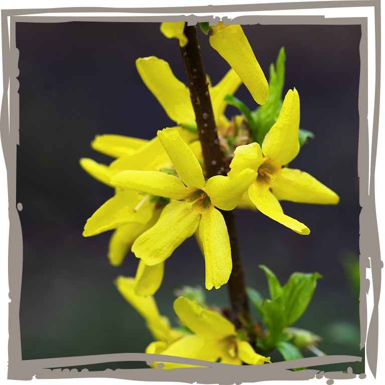 Strahlend gelbe Blüten des Goldglöckchen ‘Blütengala’, Nahaufnahme