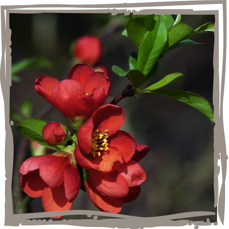 Nahaufnahme der leuchtend-roten Blüten der Zierquitte ‘Bienenbrunch’