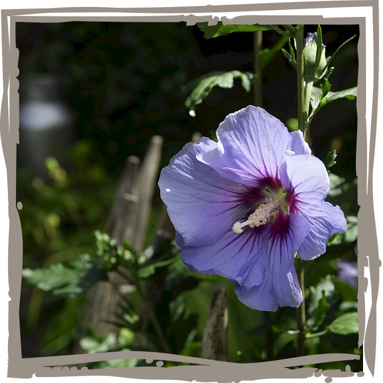 Violett-blaue Blüte des Gartenhibiskus ‘Liviana’ mit purpurroter Zeichnung