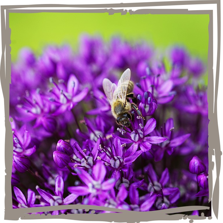 Nahaufnahme des Blütenballes vom Zierlauch ‘Gartenmajestät’ mit Biene