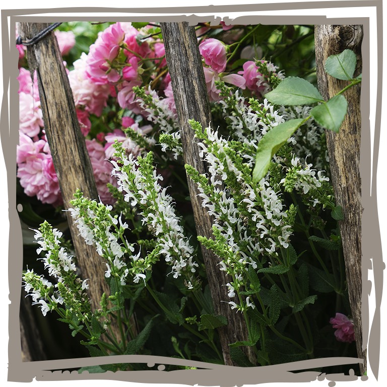 Blüten-Salbei ‘Sommereleganz’ als Rosenbegleiter im ländlichen Beet mit Stakettenzaun