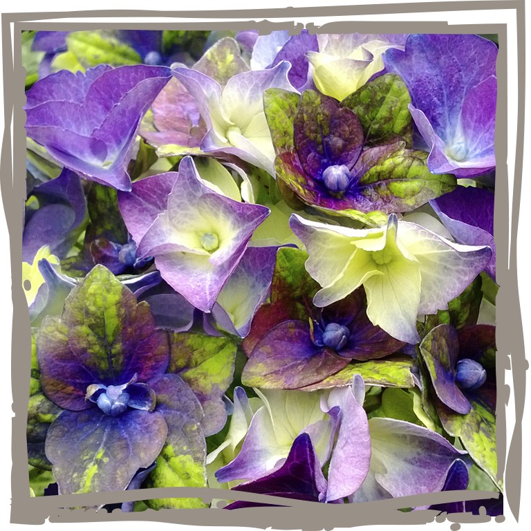 Nahaufnahme der grünen bis violetten Blüten der Bauernhortensie ‘Lady Mata Hari’