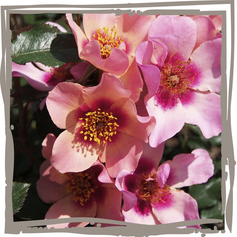 Persische Rose ‘For your Eyes only’® Nahaufnahme Blüte, rosa mit roter Zeichnung