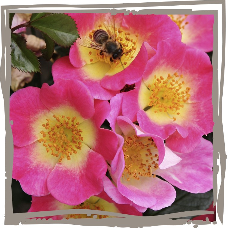 Topfrose ‘Bienenkönigin’ rosa Blüten mit gelber Zeichnung mit Biene Nahaufnahme