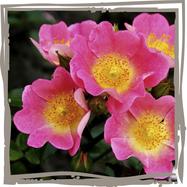 Topfrose ‘Bienenkönigin’ rosa Blüten mit gelber Zeichnung Nahaufnahme