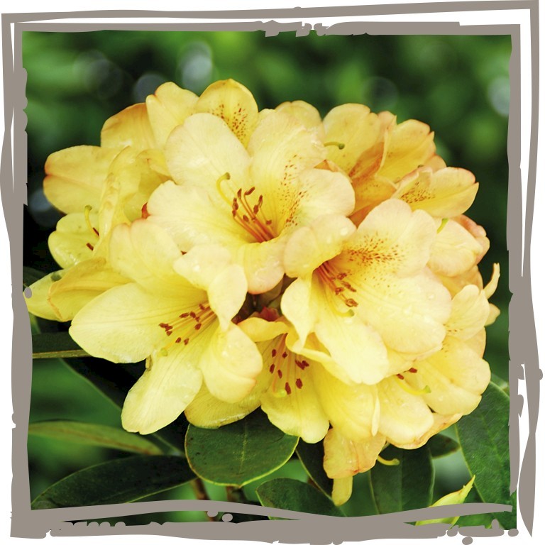 Goldgelbe Blüte mit roter Punktzeichnung der Rhododendron ‘Goldener Mai’