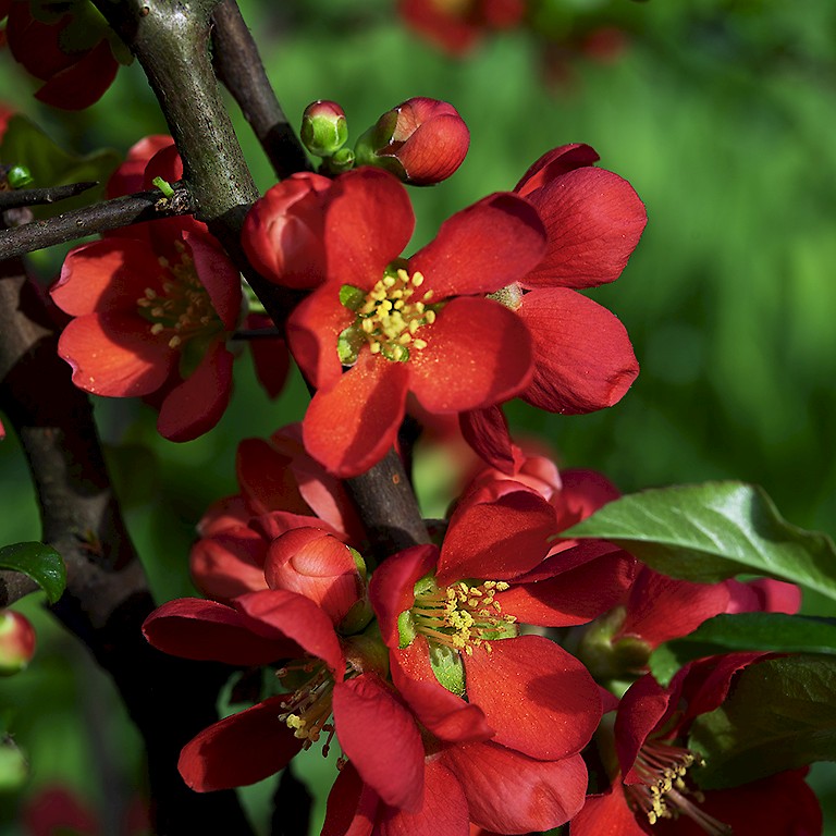Zierquitte, anmutigen Schalenblüten mit roten, rosafarbenen oder weißen Hüllblättern und gelber Mitte