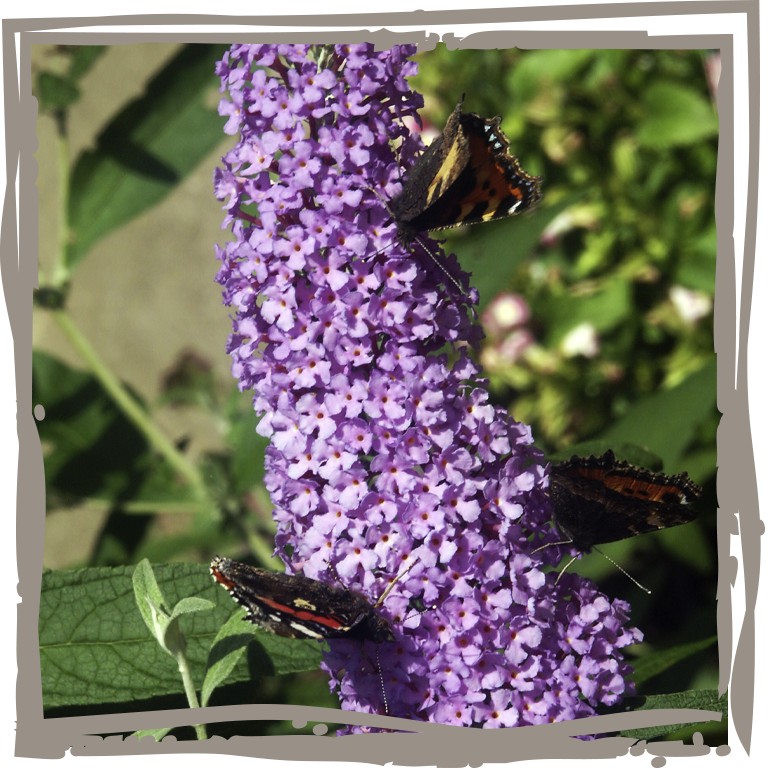 Schmetterlingsflieder 'Blauregen' mit Schmetterling