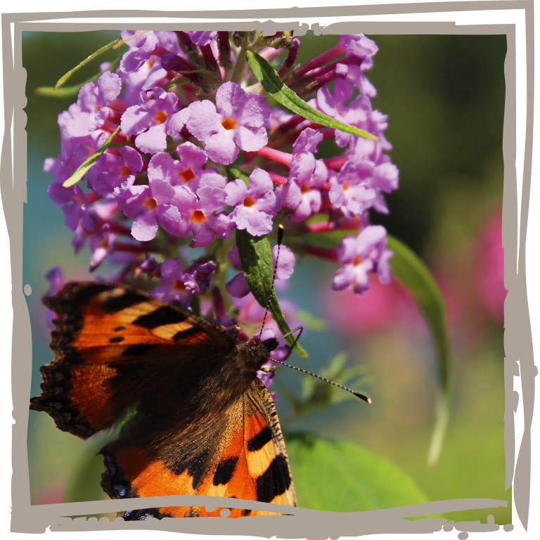 Schmetterlingsflieder 'Farb-Doppel' Rispenblüte mit Schmetterling