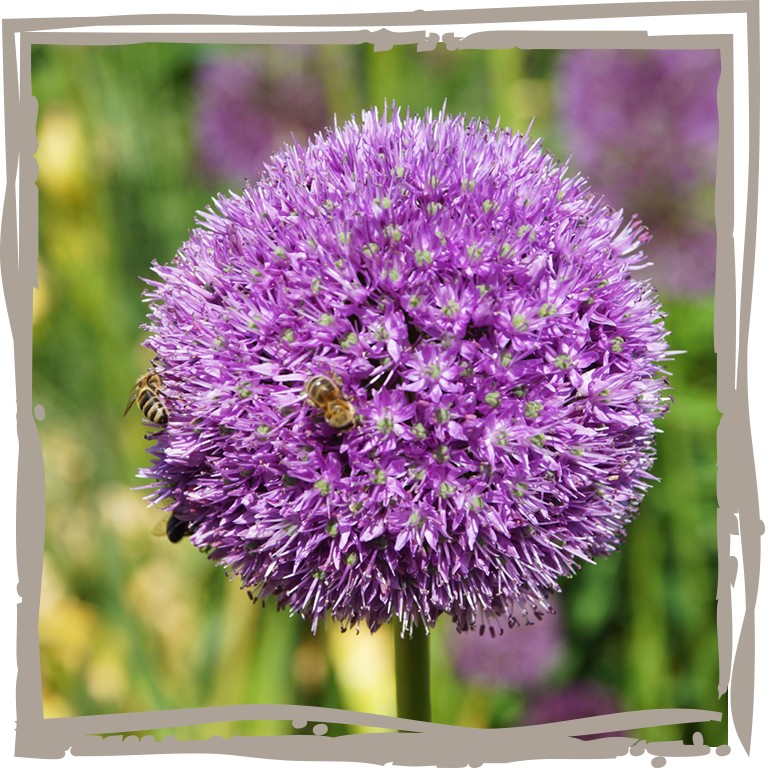Zierlauch 'Wilde Biene' Blüte mit Biene