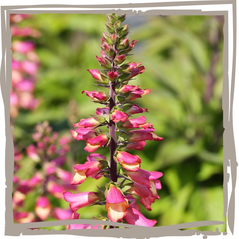 Fingerhut 'Bienenoase' Blüte