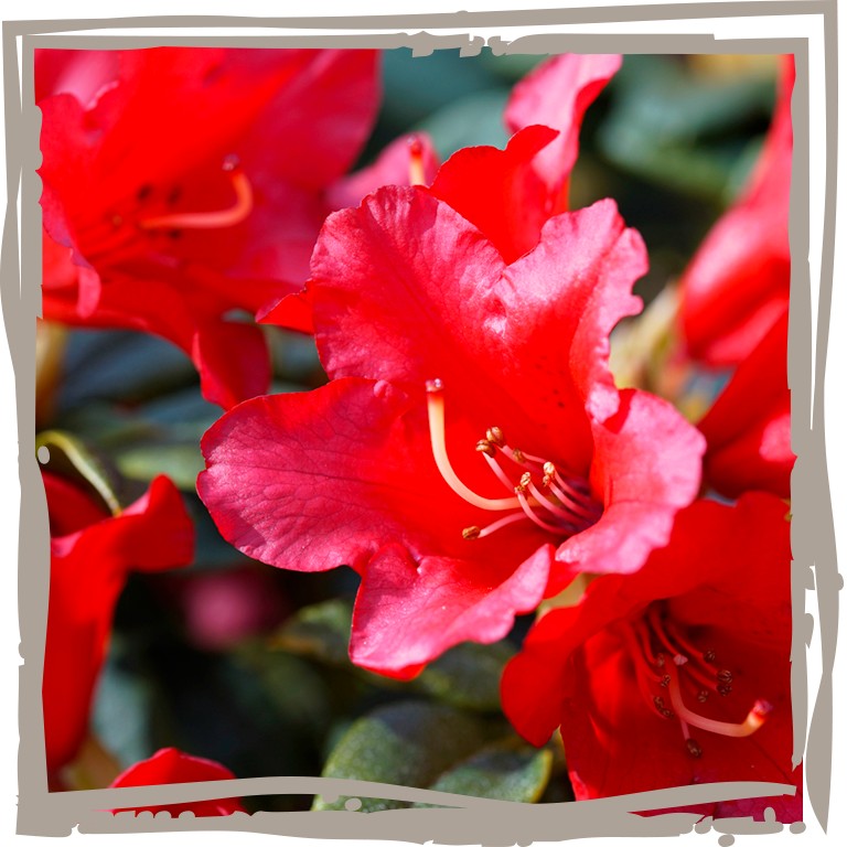 Zwergrhododendron 'Feuerkelch' Blütenfarbe rot