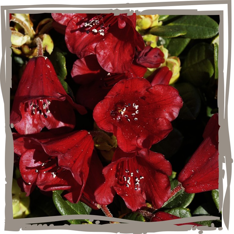 Zwergrhododendron 'Feuerkelch' Blütenfarbe fast schwarzrot