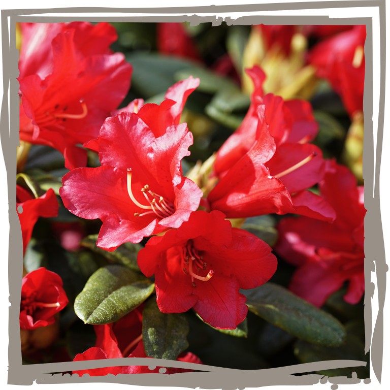 Zwergrhododendron 'Feuerkelch' Blütenfarbe rot