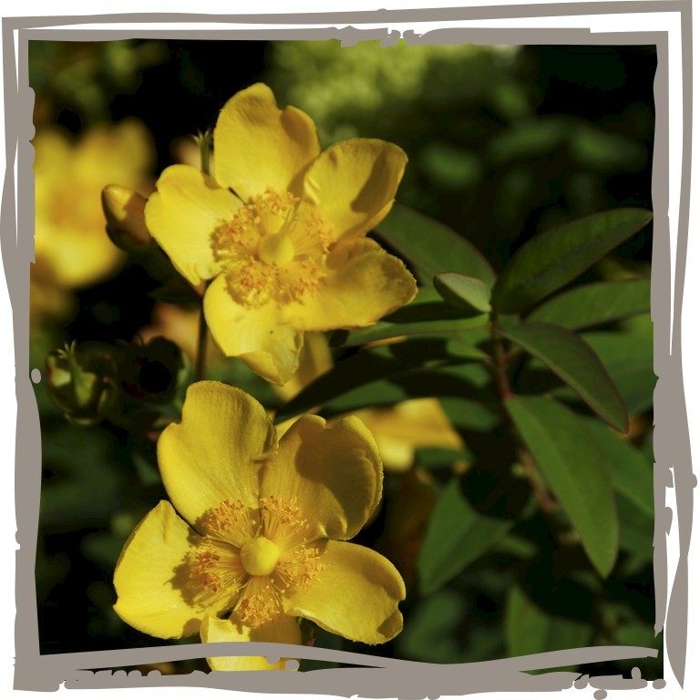 Johanniskraut 'Honigbutter' goldgelbe Blütenfarbe