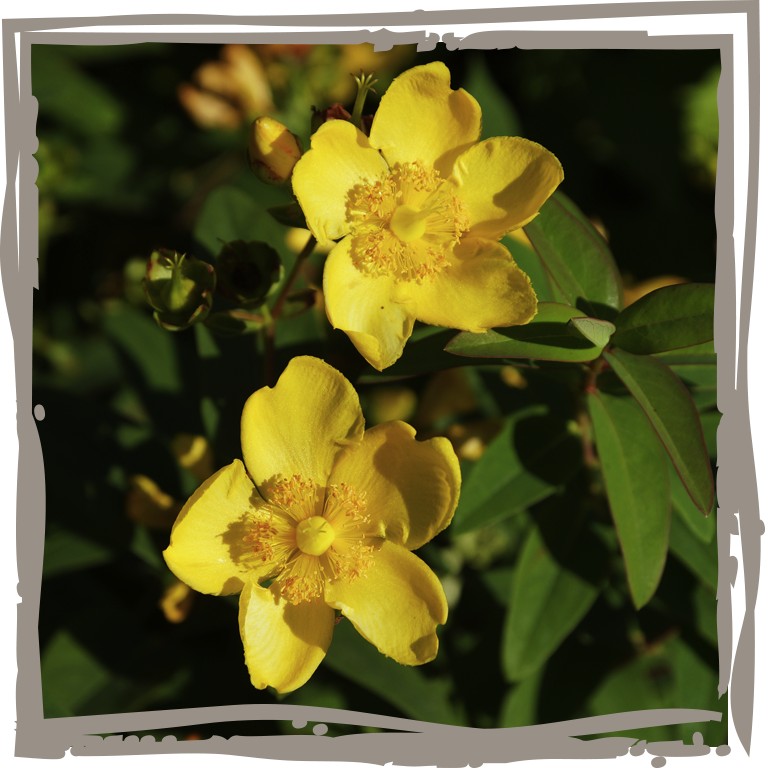Johanniskraut 'Honigbutter' als einzelne Blüte