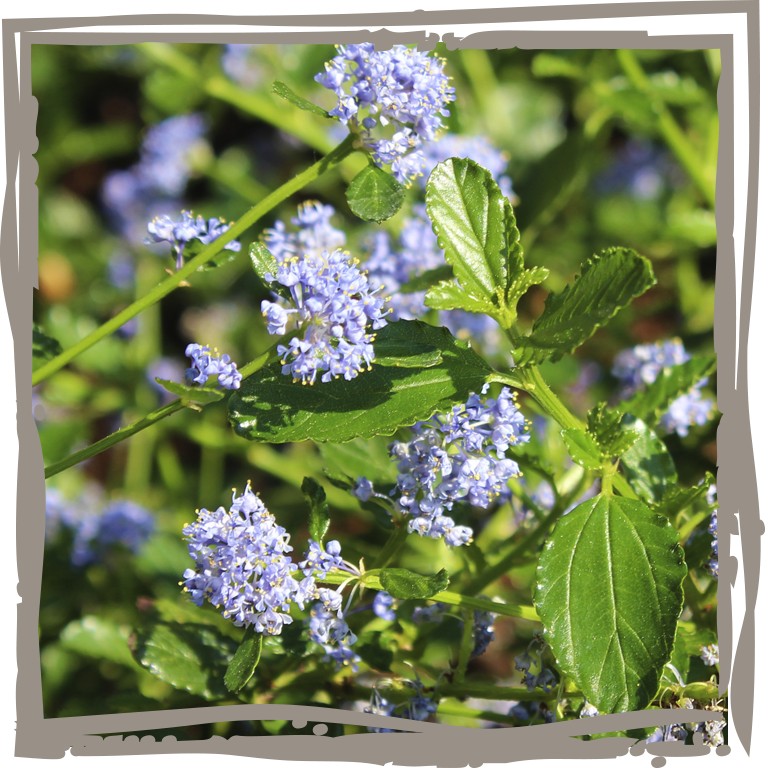 Säckelblume 'Blauer Honning' mit blauen Blüten