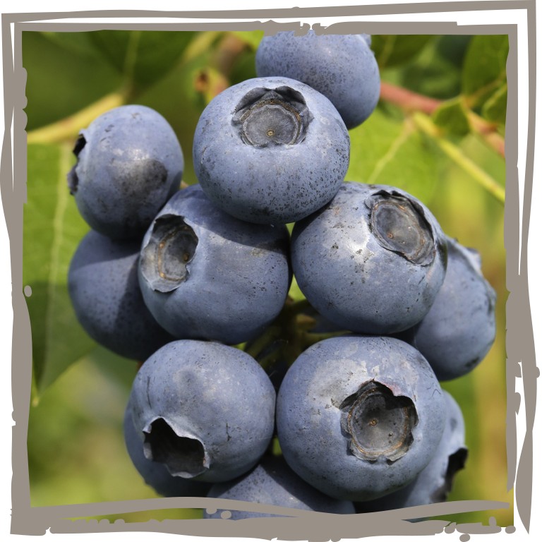 Blaubeere 'Erntekönig' einzelne Früchte