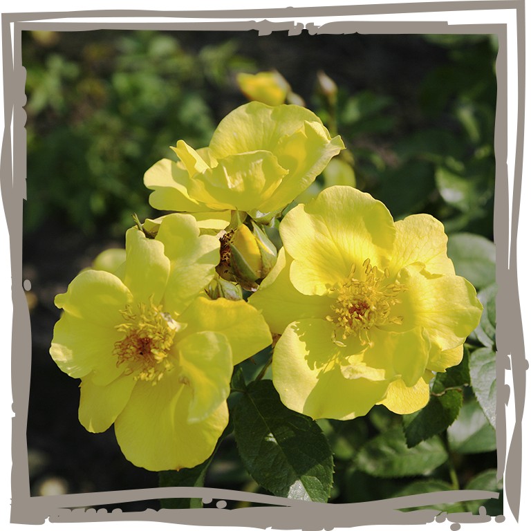Beetrose 'Imkergold', leuchtend gelbe Blüte