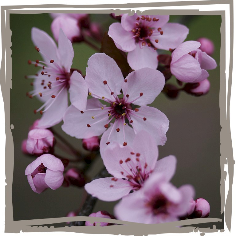Zwerg-Blutpflaume, Blüte rosa-weiß