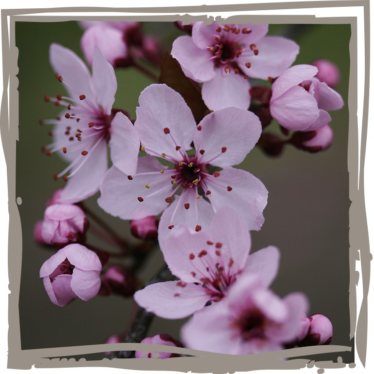 Zwerg-Blutpflaume, Blüte rosa-weiß