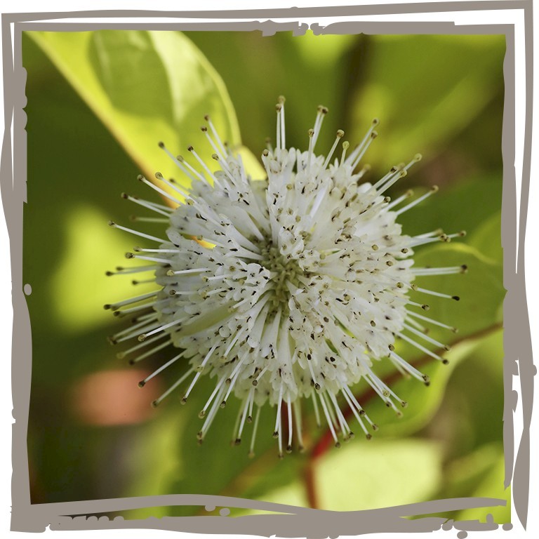 Knopfbusch 'Hummelmagnet', Kugelförmige Blüte